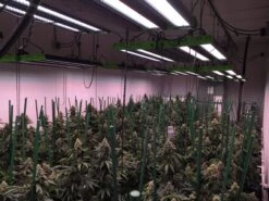 BIOS Lighting ICARUS® Gi2 LED Grow Light -Plant Cultivation Equipment Store 171208Medici 1 scaled 1