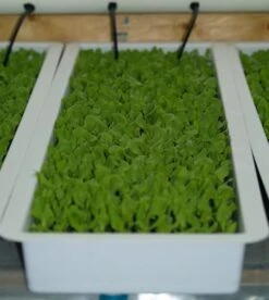 Standard Commercial NFT Growing System