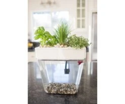 Back To The Roots Water Garden 2