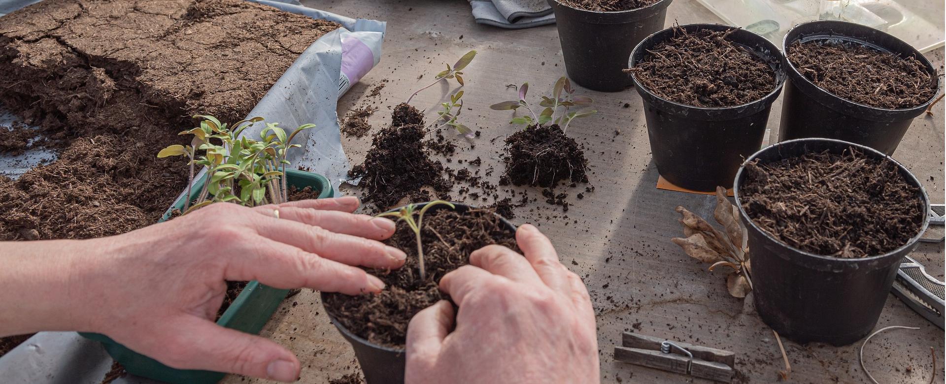 Plant Cultivation Equipment Store -Plant Cultivation Equipment Store young plants 4892085 1920